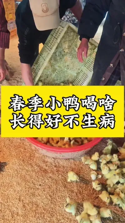 春季小鸭喝啥长得好#养鸭人 #肉鸭养殖 #禽病防治 #养殖技术交流 #养鸭技术