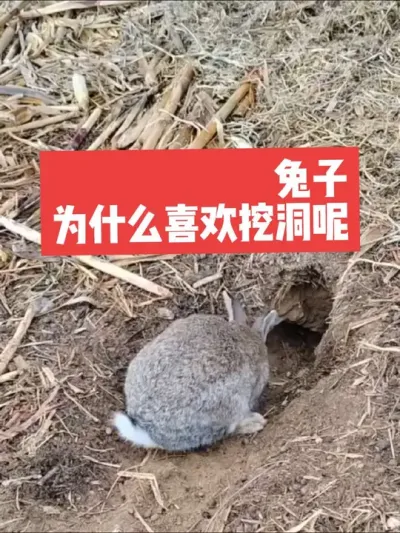 兔子为什么喜欢挖洞呢？ #兔子#三农#养殖#养兔#养兔人