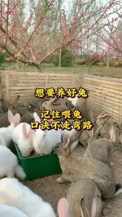 想要养好兔，记住喂兔口诀不走弯路#兔子#养兔人#养兔技术分享#肉兔养殖 #新手养兔