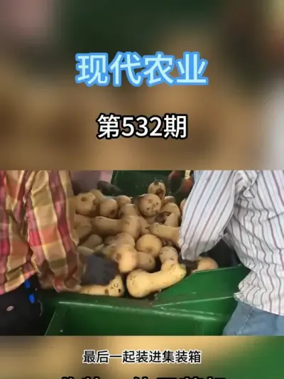 来看看国外是怎么收南瓜的#三农 #果树 #现代农业