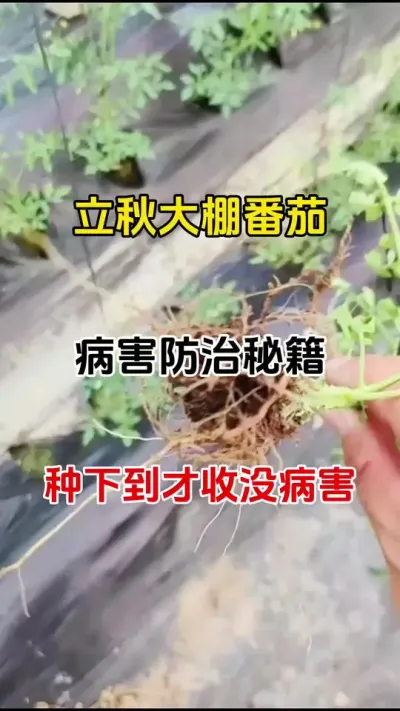 立冬番茄，病害防治秘籍#番茄种植 #西红柿膨果专用叶面肥 #番茄病害防治