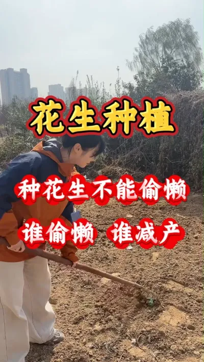 花生科学施肥方法，让您省时省力，省钱又高产。#花生种植 #花生高产 #花生种植管理技术 #种花生 #花生管理