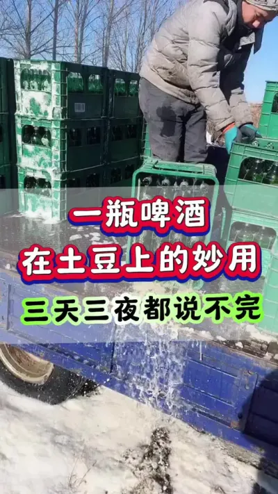 一瓶啤酒在土豆上的妙用#土豆高产种植 #栽洋芋 #马铃薯 #洋芋 #土豆种植