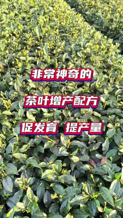 #茶是春天的仪式感 #茶树种植技术与管理 #春茶增产增收