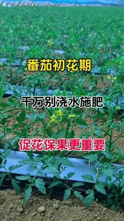 番茄初花期，切勿浇水施肥，保花保果才重要#促花保果 #促花肥 #促花芽分化 #促花 #番茄促花