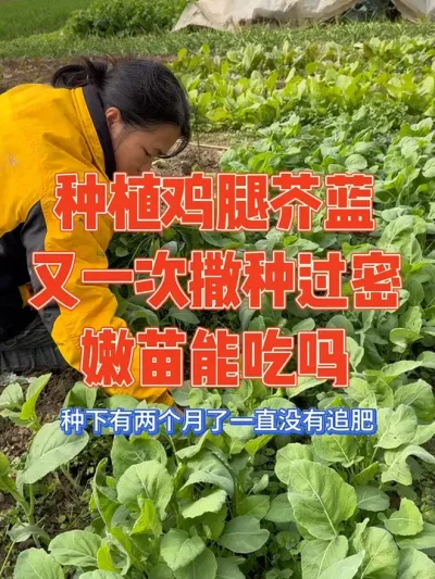 鸡腿芥蓝播种又一次撒种过密，发芽后还没有意识到事情的严重性，后来直接傻眼了，简直密不透风，赶紧拔了间苗，简直太多了不知道能不能吃嫩苗  记录鸡腿芥蓝种植全过程#鸡腿芥蓝 #种植小技巧 #记录真实生活 