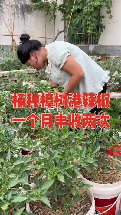 媳妇用桶种了十几棵樟树港辣椒，精心照料下一个多月迎来大丰收，短短一个月就收获两茬，产仔能力堪比母猪，产量十分惊人，却被老公嫌弃太辣，采摘要趁早#辣椒 #樟树港辣椒 #种植小技巧 #强迫症治愈系 #丰收