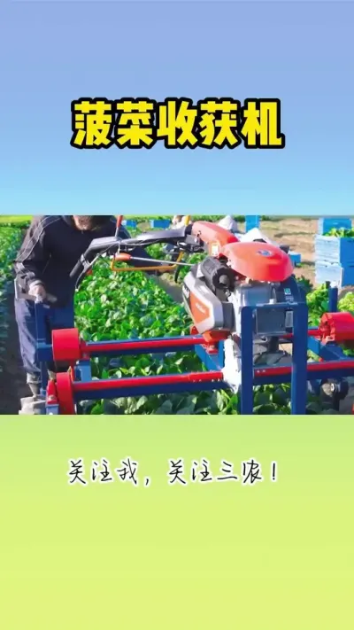 菠菜收获机 #菠菜收获机 #收菠菜 #菠菜种植 #现代农业机械