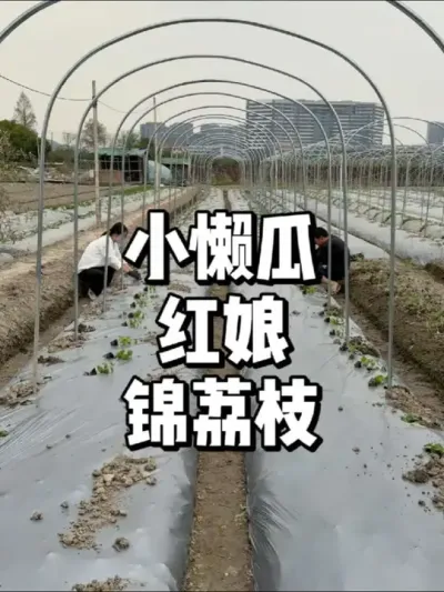 小懒瓜红娘锦荔枝种植方法，小时候一种水果 