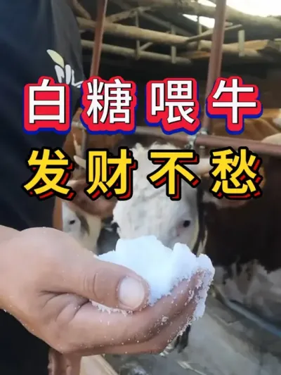 白糖喂牛发财不愁 #养牛人#新手养牛#养牛#牛羊养殖
