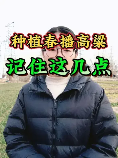 种植春播高粱要注意什么？春播高粱的注意事项有哪些？#高粱种植 #春播高粱 #三农 #农业 #新农人计划2025