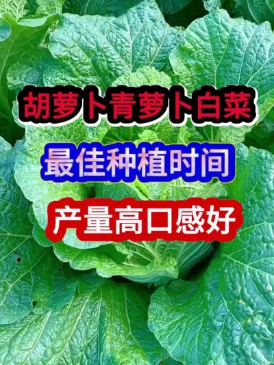 胡萝卜青萝卜白菜最佳种植时间产量高口感好 #萝卜种植 #白菜种植 #蔬菜种植 #农业种植 #种植小技巧