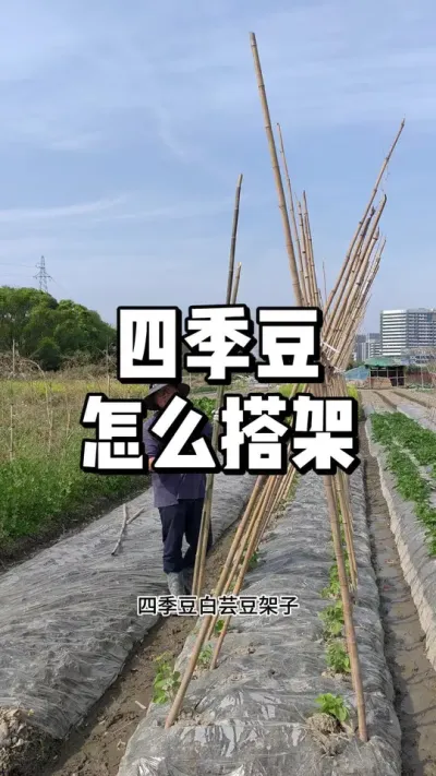 四季豆架子怎么搭，如何搭的牢固又漂亮 