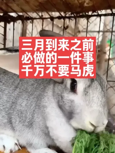 三月到来之前，养兔子必做一件事，千万不要马虎 #兔子#三农#养殖#养兔#养兔人
