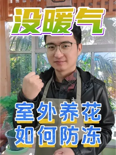 屋里没暖气或者室外养花 如何防冻？ #养花 #花卉绿植 #植物防冻剂