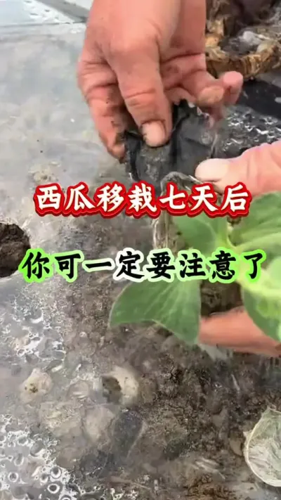 西瓜种植 西瓜苗移栽七天以后你可一定要注意了#西瓜种植 #西瓜管理 #病害防治