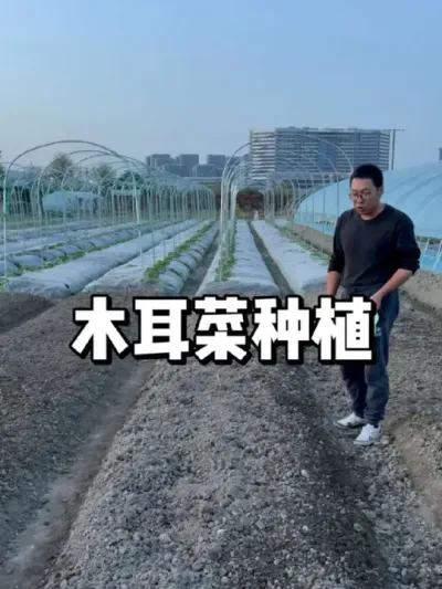 木耳菜种植方法，木耳菜什么时候种植 