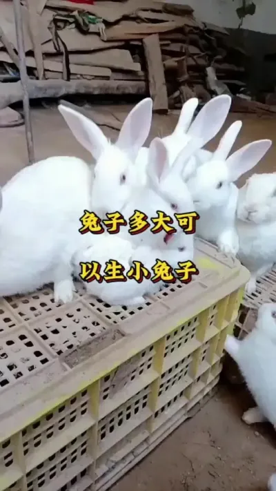 兔子多大可以生小兔 #养兔  #肉兔养殖  #养兔小妙招  #养兔#养兔子注意事项