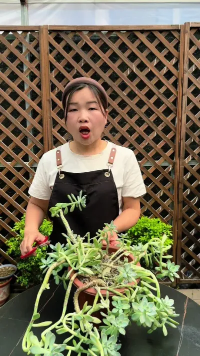 多肉整株都能繁殖，水培土坯都可以哟#多肉植物 #种植小技巧 #多肉