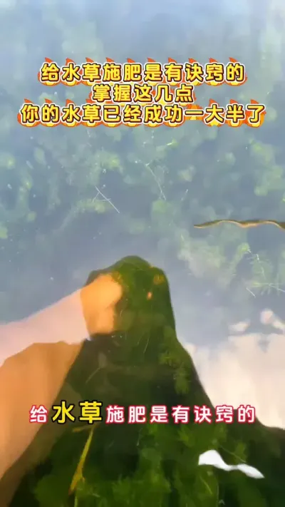 给水草施肥是有诀窍的，掌握这几点你的水草已经成功一大半。#河蟹养殖 #螃蟹养殖 #鱼虾蟹养殖 #大闸蟹养殖 #三农 @DOU+小助手