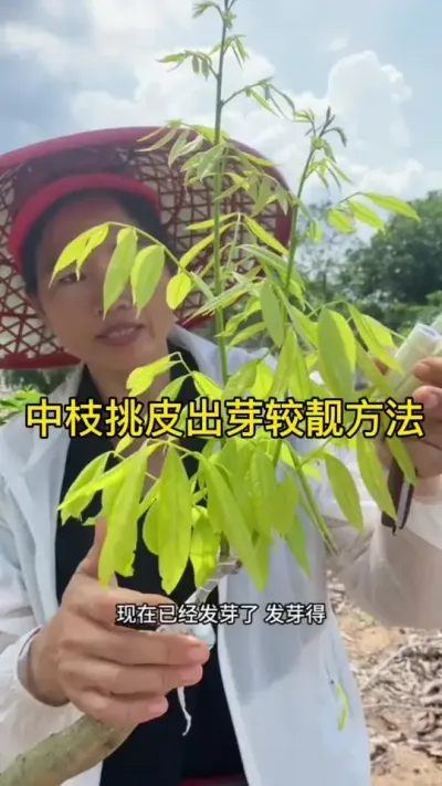 中枝挑皮出芽较靓的嫁接方法#嫁接技术 #2024新农人计划 #dou来广东百千万 #青dou计划