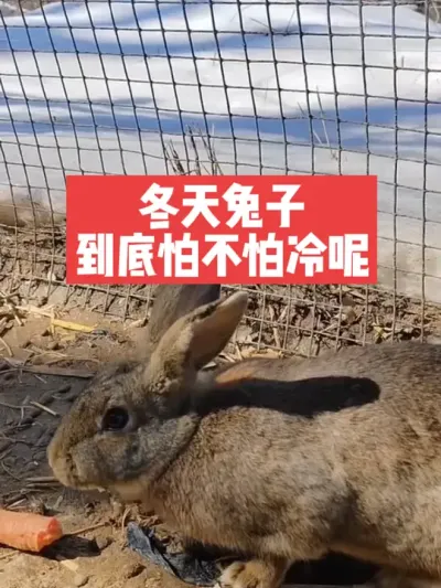 冬天兔子到底怕不怕冷呢？ #三农#养殖#兔子#养兔人