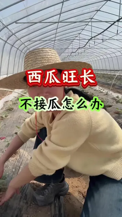 西瓜种植 西瓜旺长不接瓜怎么办#西瓜种植#西瓜管理#西瓜高产#种西瓜