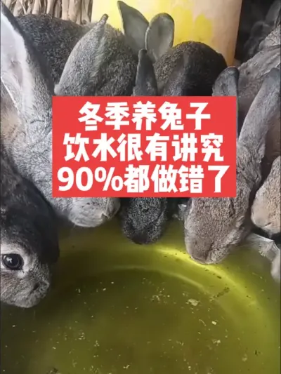 冬季养兔子，饮水很有讲究，90%的朋友都做错了 #三农#养殖#兔子#养兔子#兔子驱虫