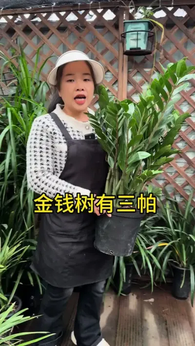 金钱树有三怕，你都了解了吗？ #养护小知识 #金钱树#花卉绿植