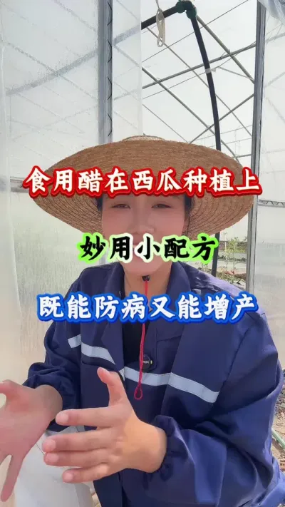 西瓜种植 使用醋在西瓜种植上的妙用#西瓜种植 #西瓜管理 #西瓜高产