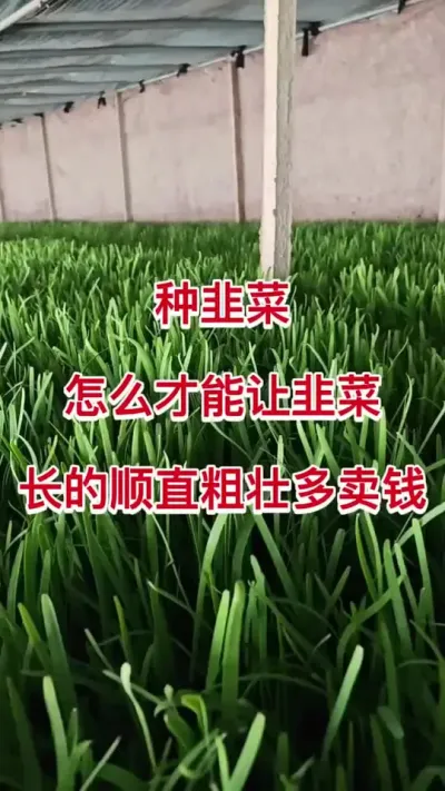 种韭菜怎么才能让韭菜长的顺直粗壮多卖钱。#韭菜高产 #韭菜施肥 #韭菜管理#韭菜种植技术 #韭菜施什么肥根粗