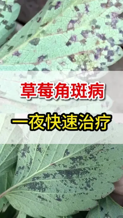 草莓用它喷一喷，角斑病不发愁#角斑病#三农