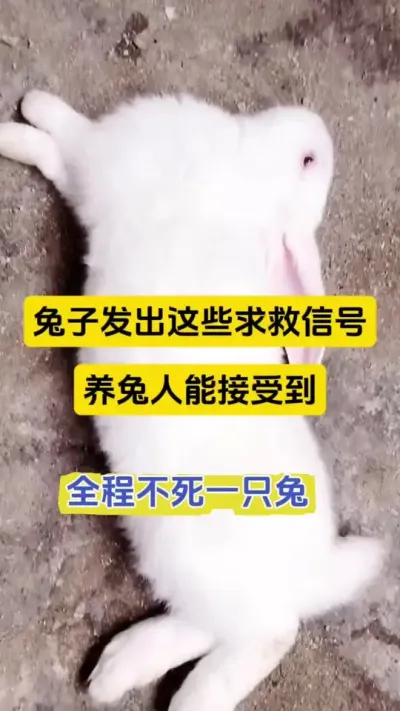 兔子发出的求救🆘，养兔人能接到，全程不死一只兔，养兔远离兔瘟兔丙#兔子 #养兔 #养兔人 #兔子养殖