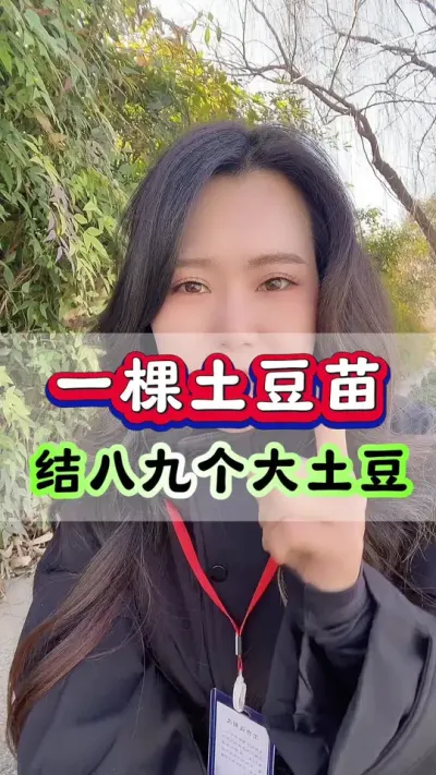 一棵土豆苗，结八九个大土豆#土豆种植 #马铃薯 #土豆高产种植 #洋芋 #种土豆