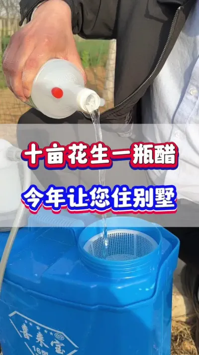 十亩花生一瓶醋，今年让你住别墅！#花生种植  #花生高产  #花生种植管理技术  #花生施肥