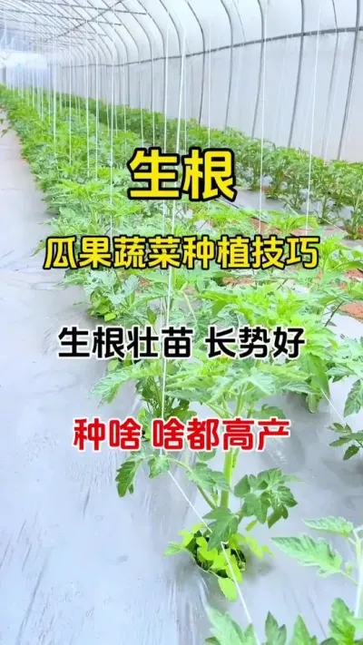 万能生根粉，根粗苗壮长势好，产量高，瓜果蔬菜都适用#生根 #生根壮苗 #生根 #番茄种植 #农业