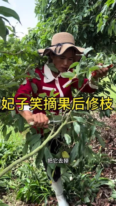 妃子笑摘果后修枝#荔枝管理 #新农人计划2025 #dou来广东百千万 #来抖音学农技