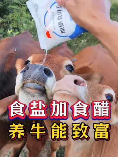 食盐加食醋养牛能致富 #三农养殖 #养牛人 #三农 #养牛人加油