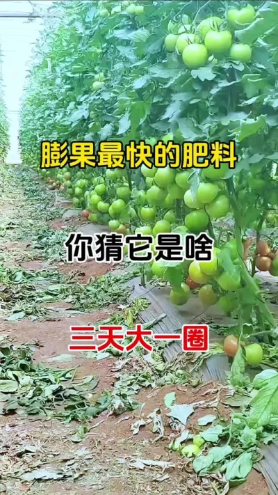 膨果最快的肥料，不是氮磷钾，你猜它是啥#膨果肥配方 #西红柿膨果专用叶面肥 #番茄种植