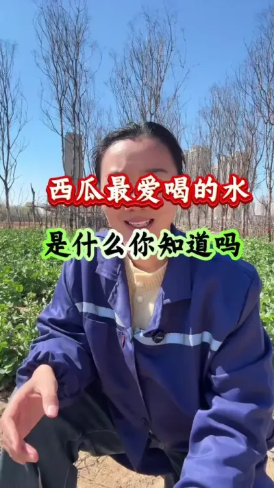 西瓜种植 西瓜最爱喝的水是什么你知道吗 #西瓜种植 #西瓜管理 #西瓜高产 #病害防治
