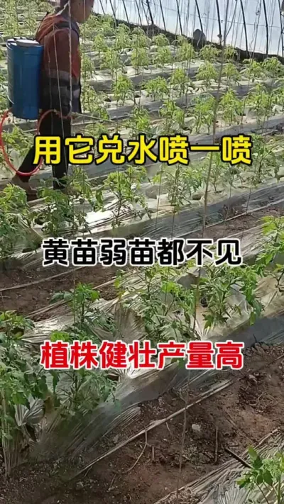 神奇叶面肥，任何作物都可用，黄叶变绿叶，卷叶变展叶#农业种植 #叶面肥 #番茄种植 #叶绿素