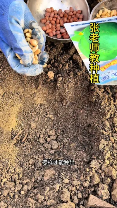 怎么种甜瓜又香又甜#抖音助农 #关注我一起学种菜 #甜瓜 #甜瓜种植