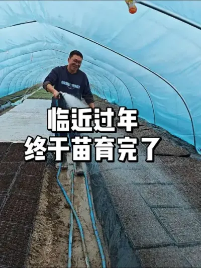 加班加点把菜地苗育完了，放假过年了 #农业种植 #三农 #种植 #种菜