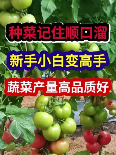 种菜记住顺口溜新手小白变高手蔬菜产量高品质好 #农业种植 #蔬菜种植 #种植小技巧 #三农 #分享农业知识帮农民增产增收