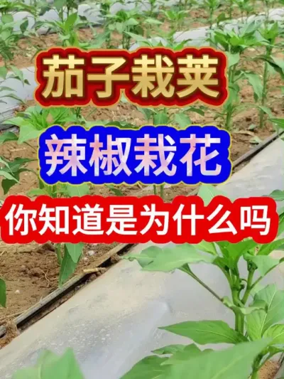 茄子栽荚辣椒栽花你知道是为什么吗 #茄子种植 #农业种植 #种植小技巧 #抖音助农 #分享农业知识帮农民增产增收