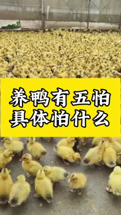 养鸭有五怕，具体怕什么#养鸭人 #肉鸭养殖 #禽病技术指导 #每天分享养殖技术和经验 #番鸭