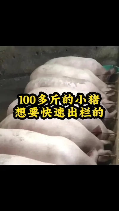 #养猪人 #养猪人不容易 #所有养猪人 #三农养殖 #养猪人加油干