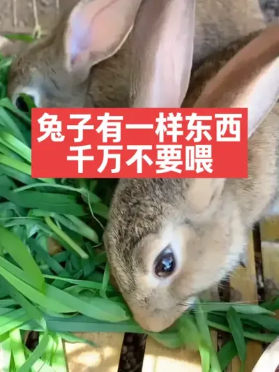 兔子有一样东西，千万不要喂 #兔子#养殖#三农#养兔人