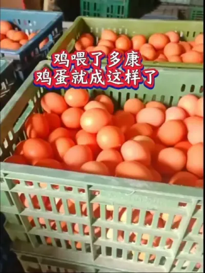 喂多康的鸡，绿色无残，健肠省料稳产高产，蛋品好#蛋鸡养殖 #养鸡技术 #科学养鸡#养鸡 #养鸡场