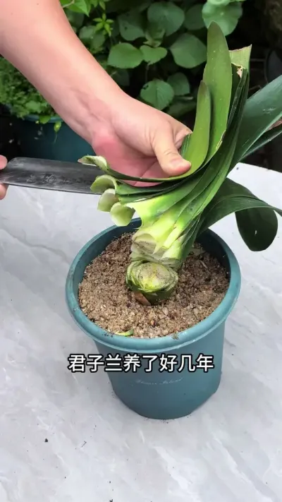 君子兰养了好几年都不开花#君子兰 #花卉绿植 #种植小技巧